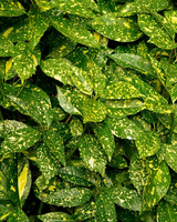 Aucuba Japonica 'Variegata' - 60-80 cm