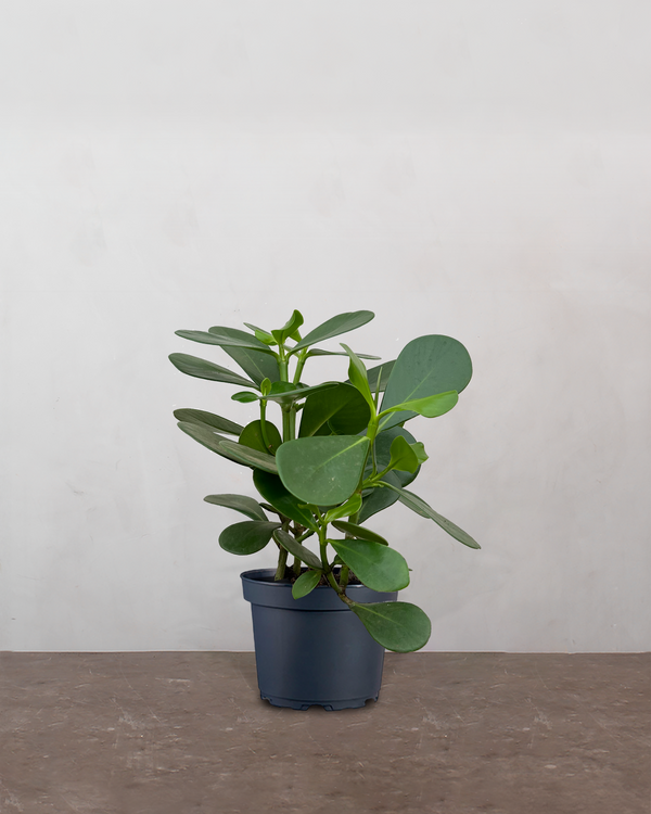 type=Ingen krukke/color=Ingen farve