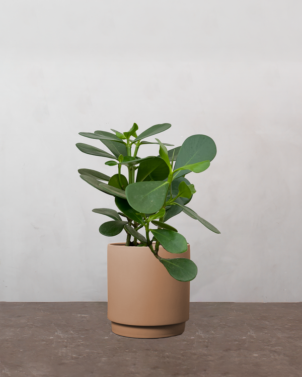 type=Simple krukke/color=Pale Terracotta