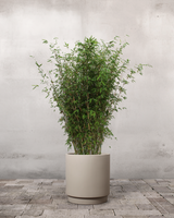 Bambus - 100-120 cm