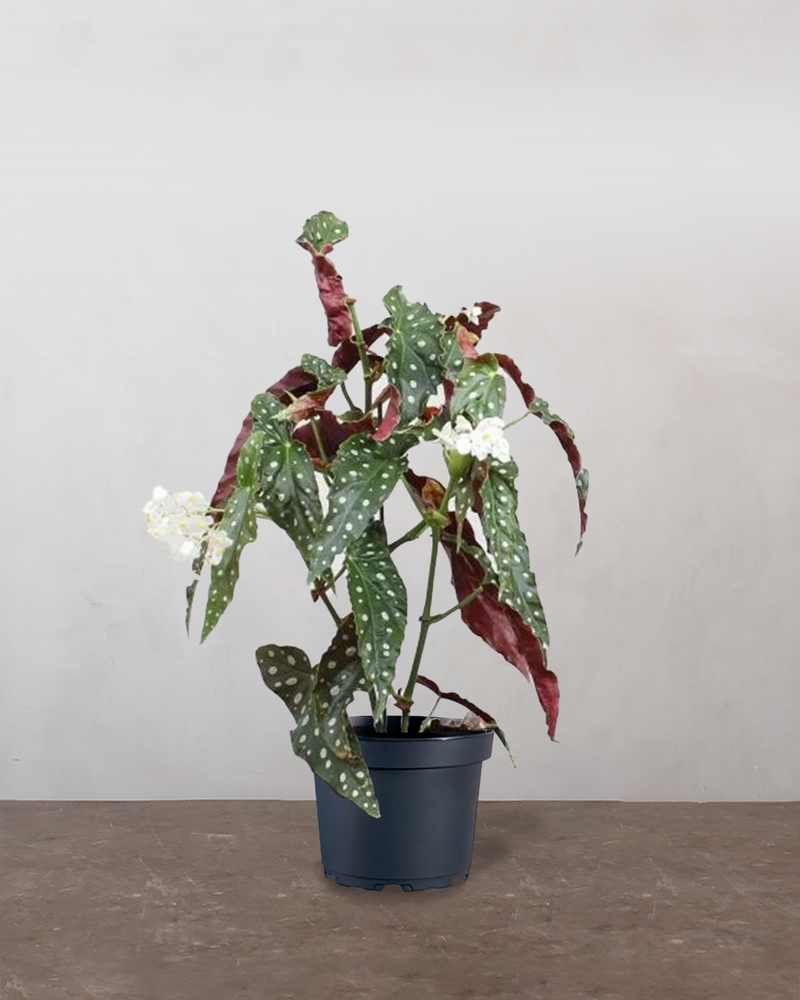 Begonia Maculata - 30-50 cm