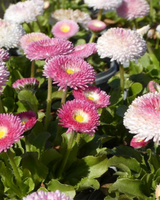 Tusindfryd, Bellis 'Planet Strawberry and Creme' - 10-20 cm