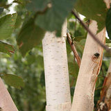 Himalajabirk, Betula utilis 'Jacquemontii' - 350-400 cm