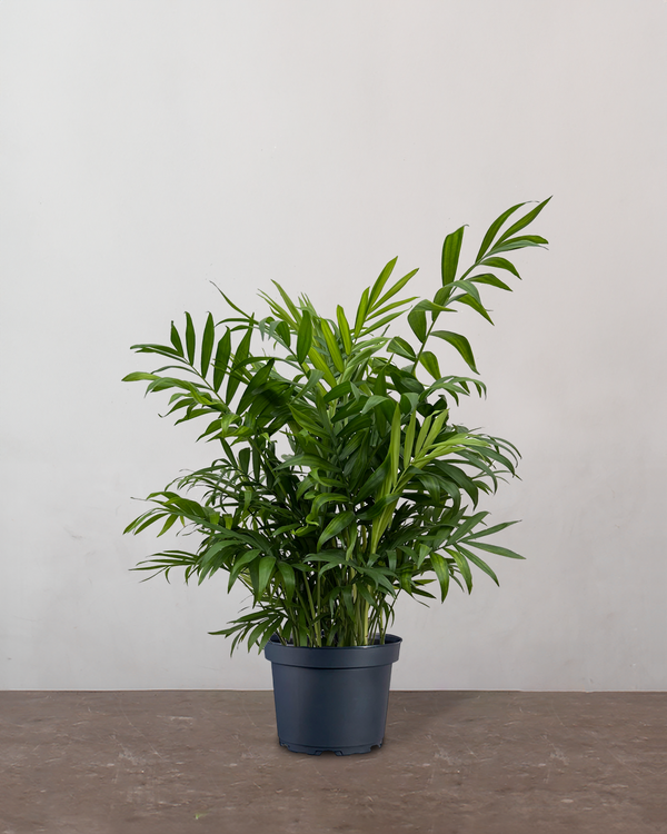 type=Ingen krukke/color=Ingen farve