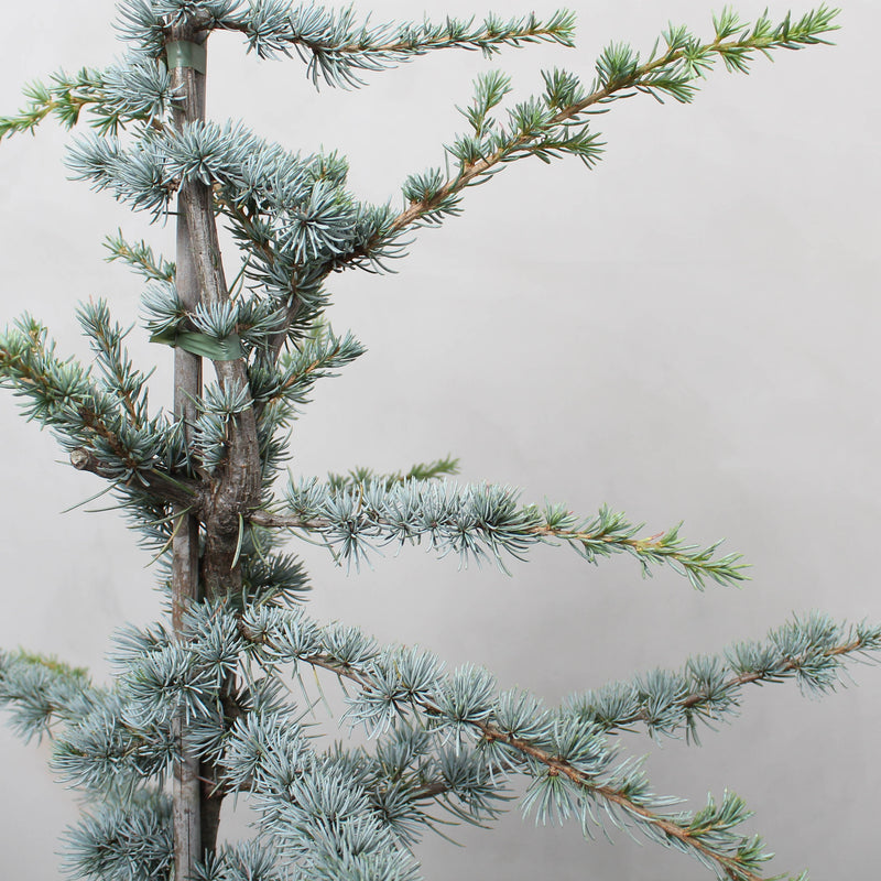 Blå Atlasceder Cedrus 'Glauca' - 140-160 cm