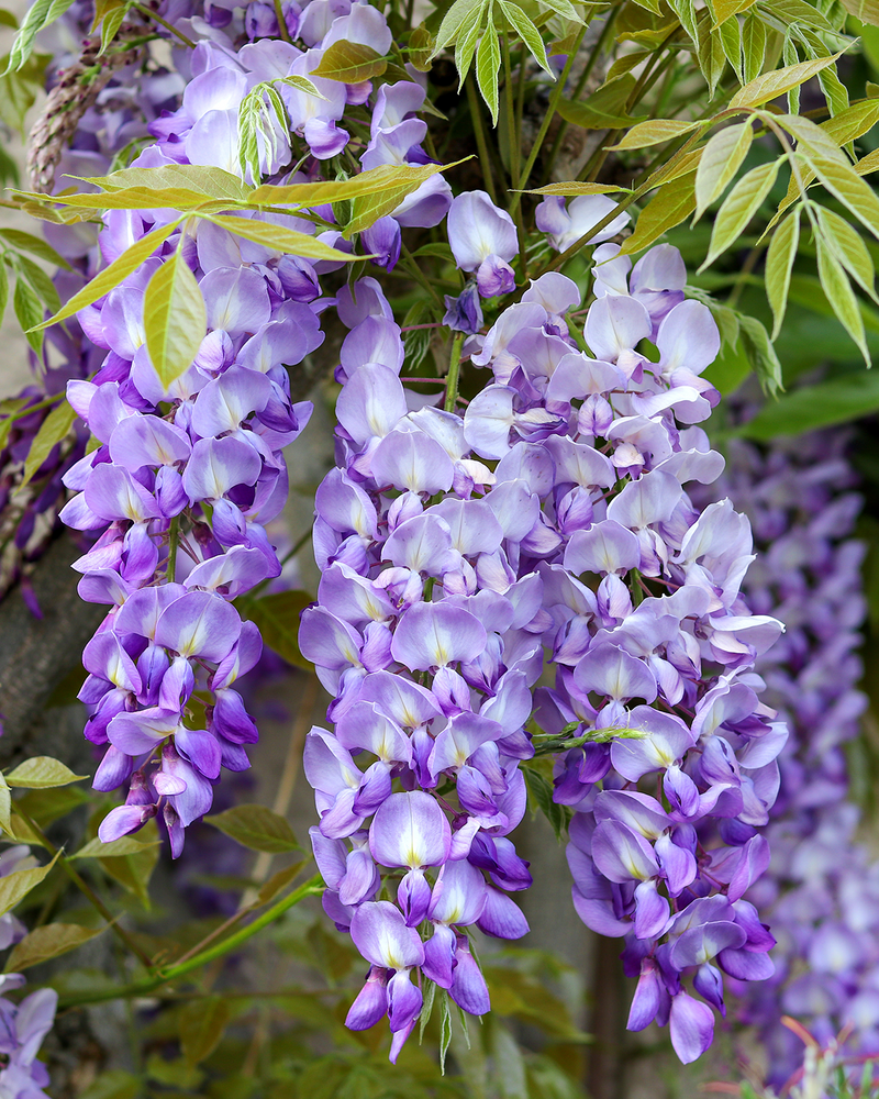 Blåregn, Wisteria 'Yokohama Fuji' - 180-200 cm