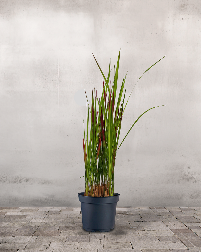 Blodgræs, Imperata 'Red Baron' - 60-80 cm