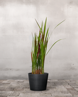 Blodgræs, Imperata 'Red Baron' - 60-80 cm