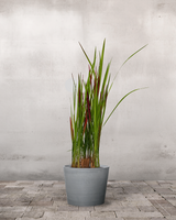 Blodgræs, Imperata 'Red Baron' - 60-80 cm