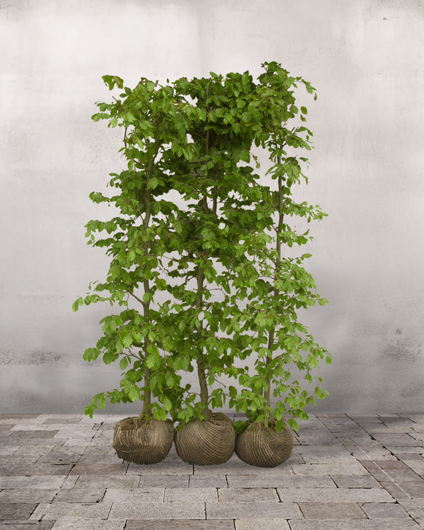 Færdighæk - Bøg Fagus Sylvatica