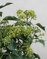 Buskvedbend Hedera Hel. 'Arborescens' - 60-80 cm