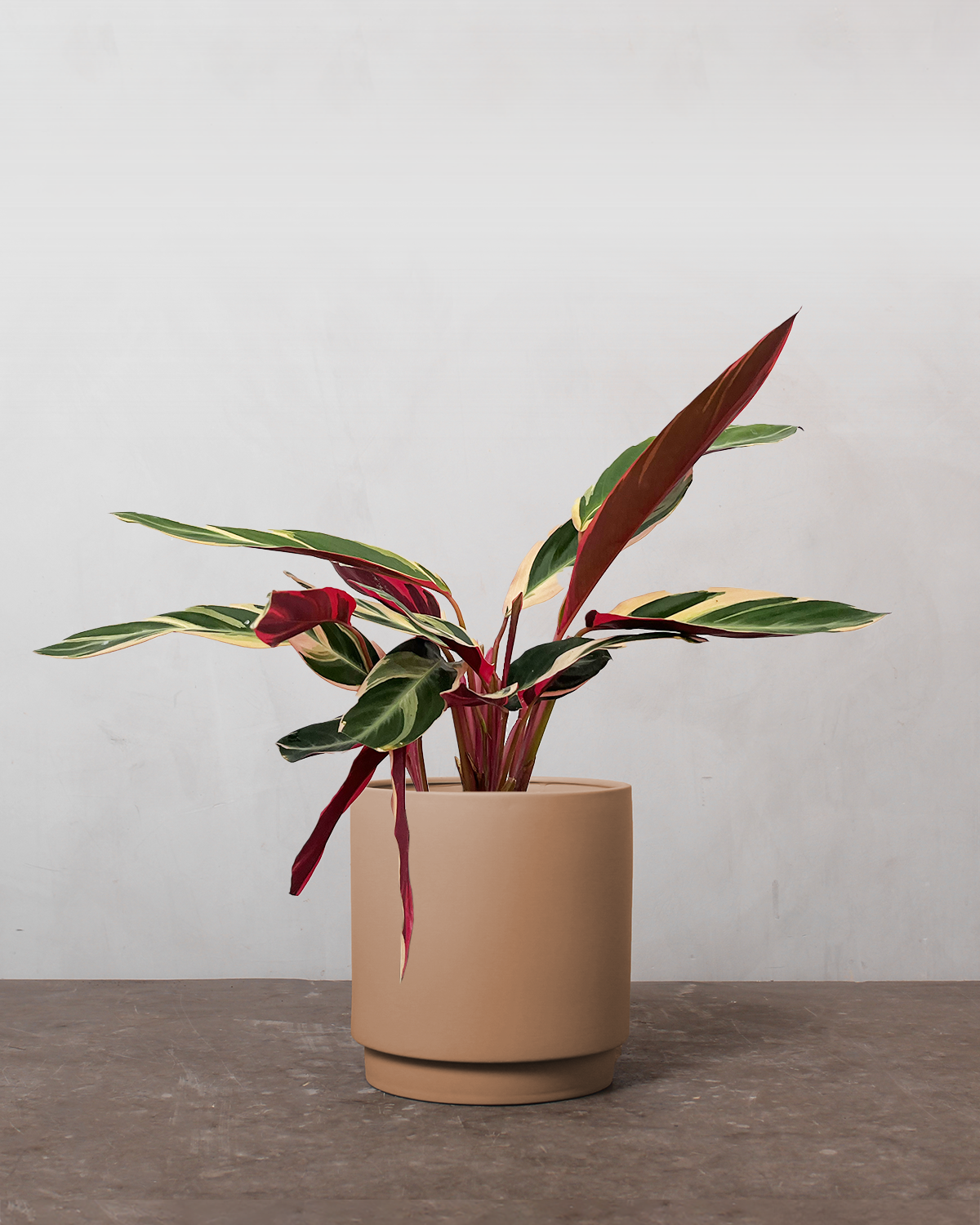 Calathea Stromanthe 'Triostar'