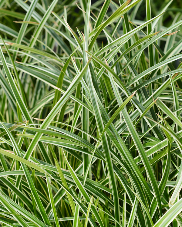Hvidstribet Japansk Star, Carex morrowii 'Ice Dance' - 30-50 cm