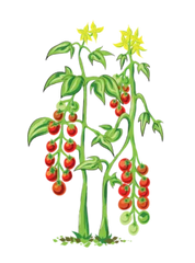 Cherrytomat - 30-50cm