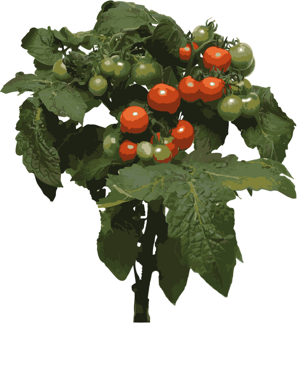 Cherrytomat, Solanum lycopersicum 'Siderno' - 30-50 cm