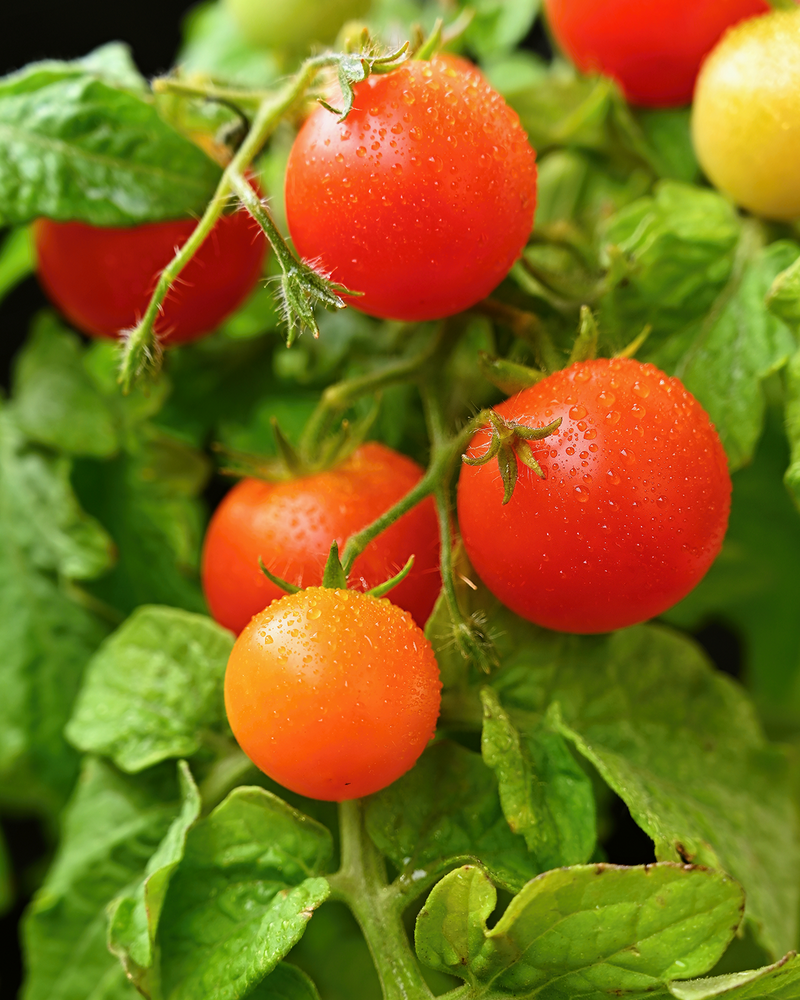 Cherrytomat Siderno - 30-50cm