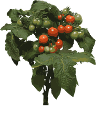 Cherrytomat 'Siderno'