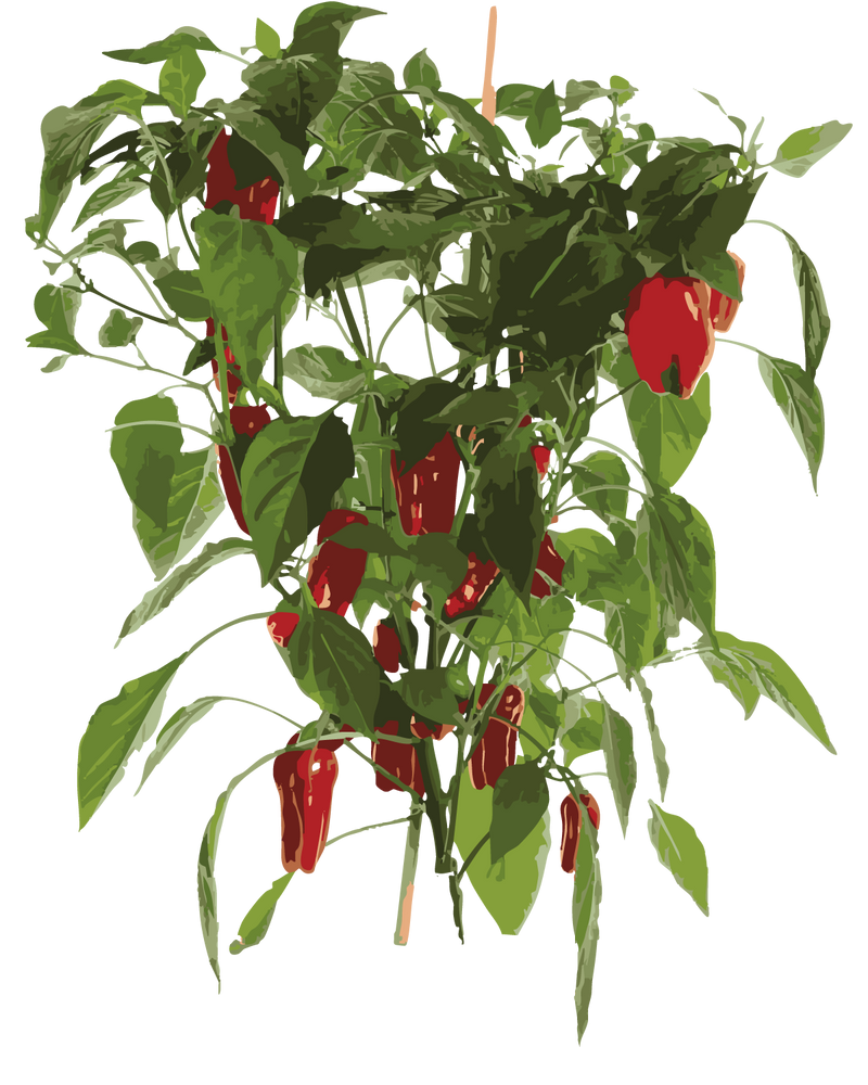 Chili 'Apache'