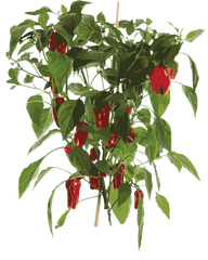 Chili 'Apache'