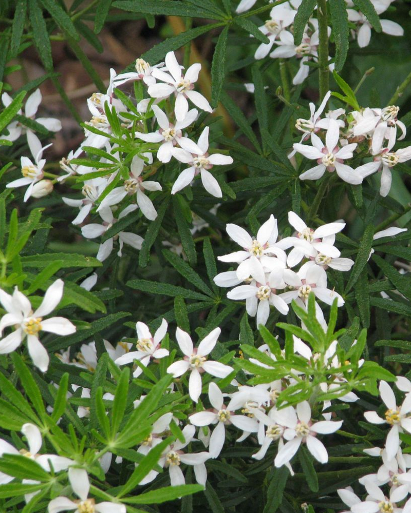 Choisya Ternata 'White Dazzler' - 30-50 cm