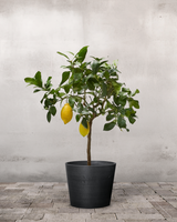 Citrontræ - 50-70 cm
