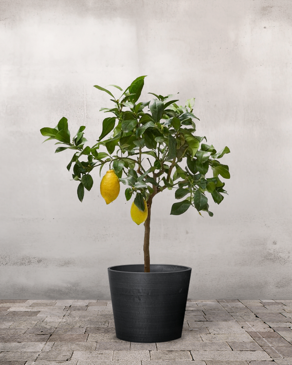 Citrontræ - 150-170 cm