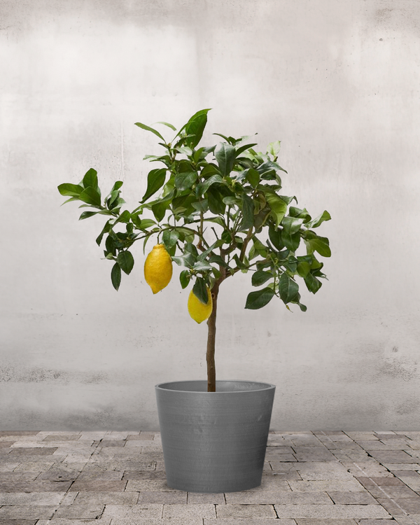 Citrontræ - 50-70 cm