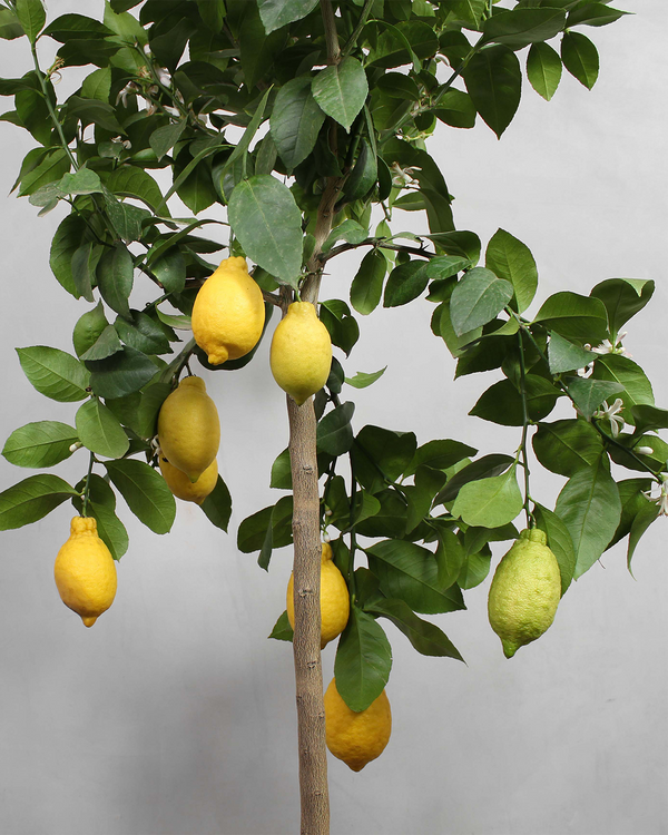 Citrontræ - 150-170 cm