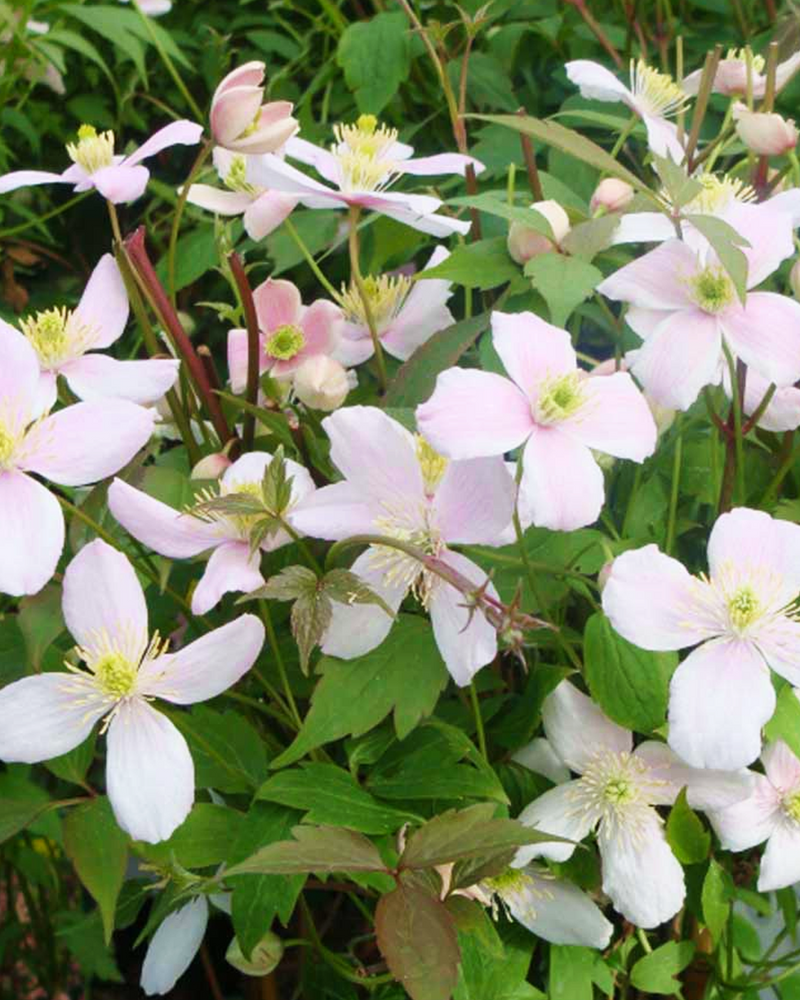 Clematis Montana 'Rubens' - 100-120 cm