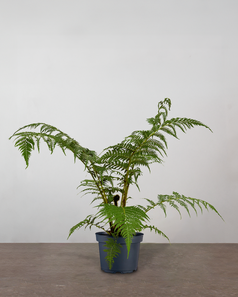 Australsk Træbregne Cyathea Cooperii - 100-120 cm