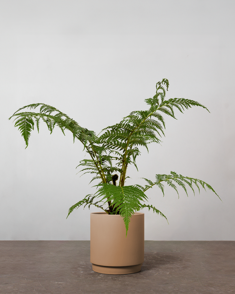 Australsk Træbregne Cyathea Cooperii - 100-120 cm