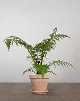 Australsk Træbregne Cyathea Cooperii - 100-120 cm