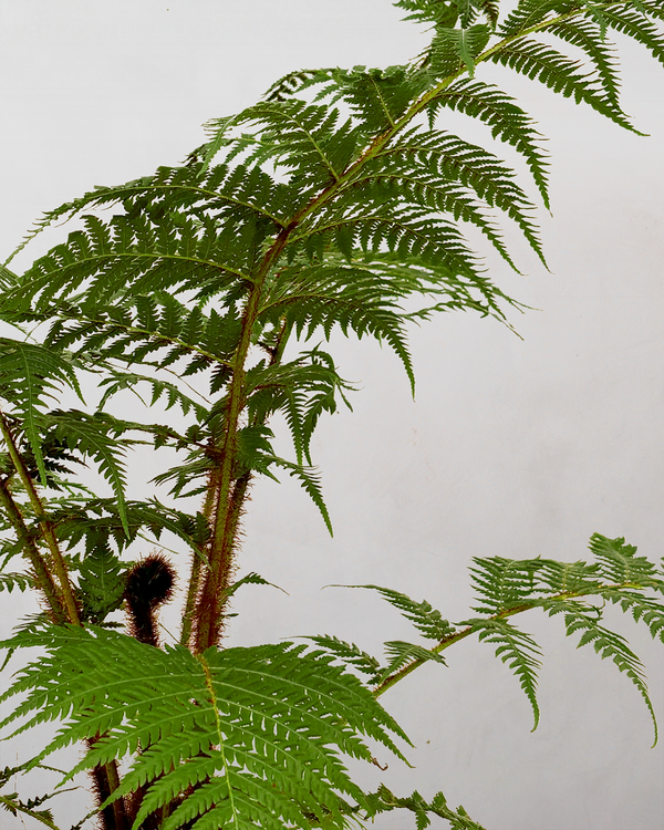 Australsk Træbregne Cyathea Cooperii - 100-120 cm