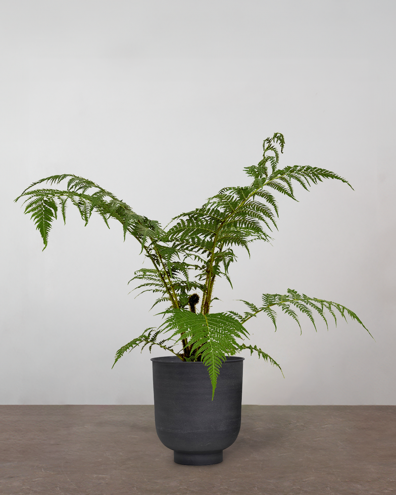 Australsk Træbregne Cyathea Cooperii - 100-120 cm