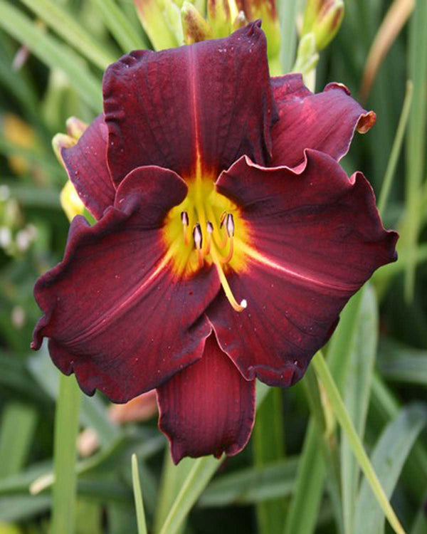 Daglilje Hemerocallis hybrid 'Ed Murray' - 12 cm potte