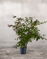 type=Ingen krukke/color=Ingen farve
