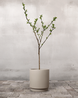 type=Simple krukke/color=Light Sand