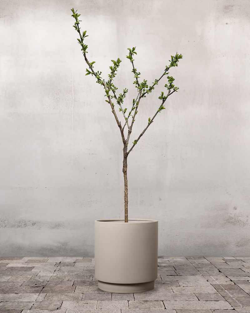 Dværgkirsebær, Prunus Avium 'Stella' - 80-100 cm