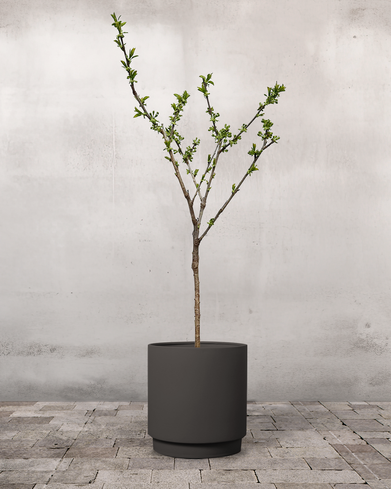 Dværgkirsebær, Prunus Avium 'Stella' - 80-100 cm