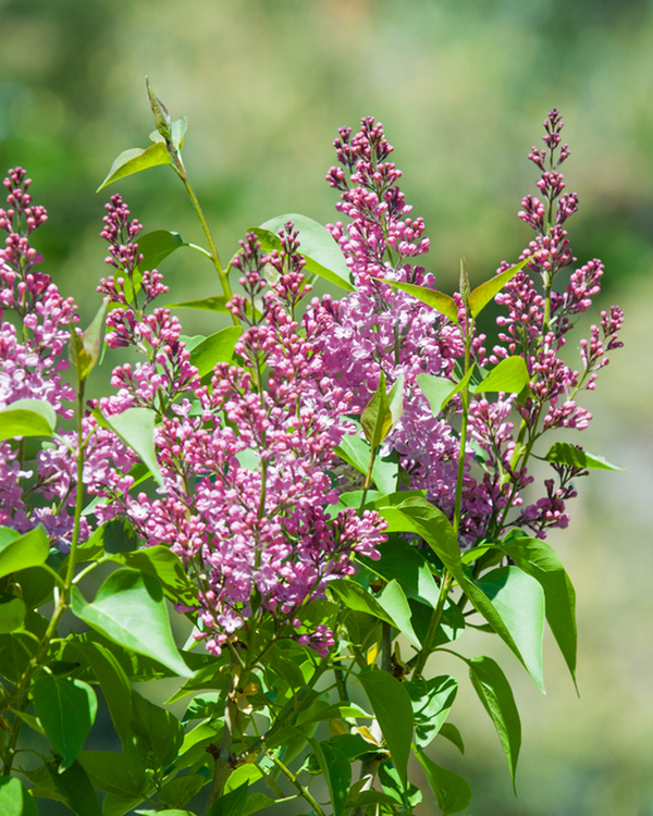 Dværgsyren, Syringa Meyeri 'Little Rosie' - 50-60 cm