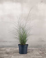 Elefantgræs Miscanthus 'Malepartus' - 70-90 cm