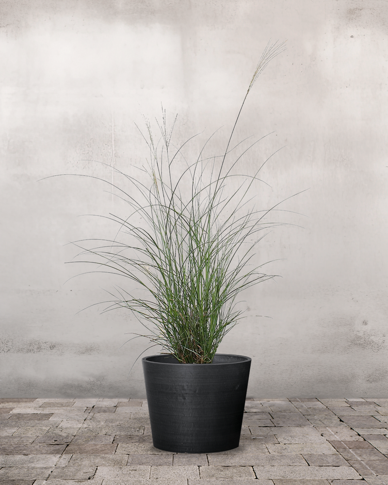 Elefantgræs Miscanthus 'Malepartus' - 70-90 cm