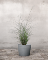 Elefantgræs Miscanthus 'Malepartus' - 70-90 cm