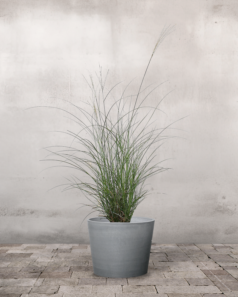 Elefantgræs Miscanthus 'Malepartus' - 70-90 cm