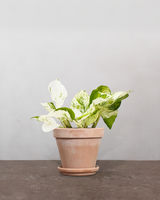 type=Terracotta krukke/color=Terracotta