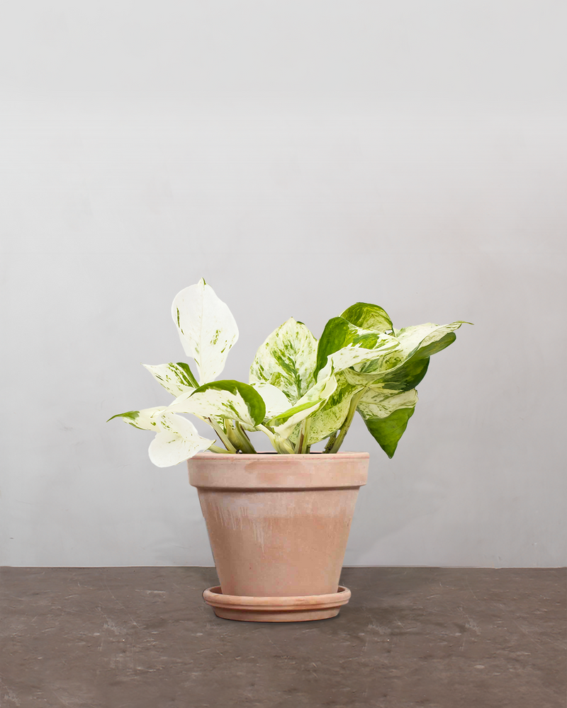 type=Terracotta krukke/color=Terracotta