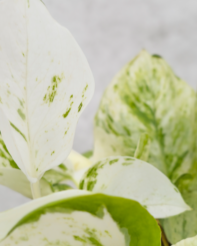 detalje