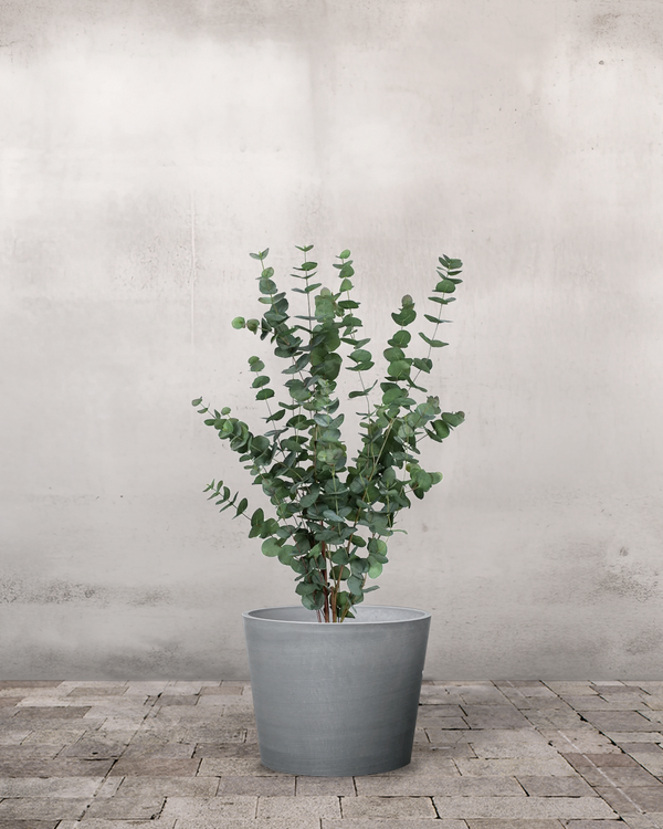 Eucalyptus Silver Dollar - 40-50 cm