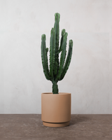 Euphorbia Eritrea - 110-130 cm