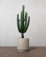 Euphorbia Eritrea - 150-170 cm
